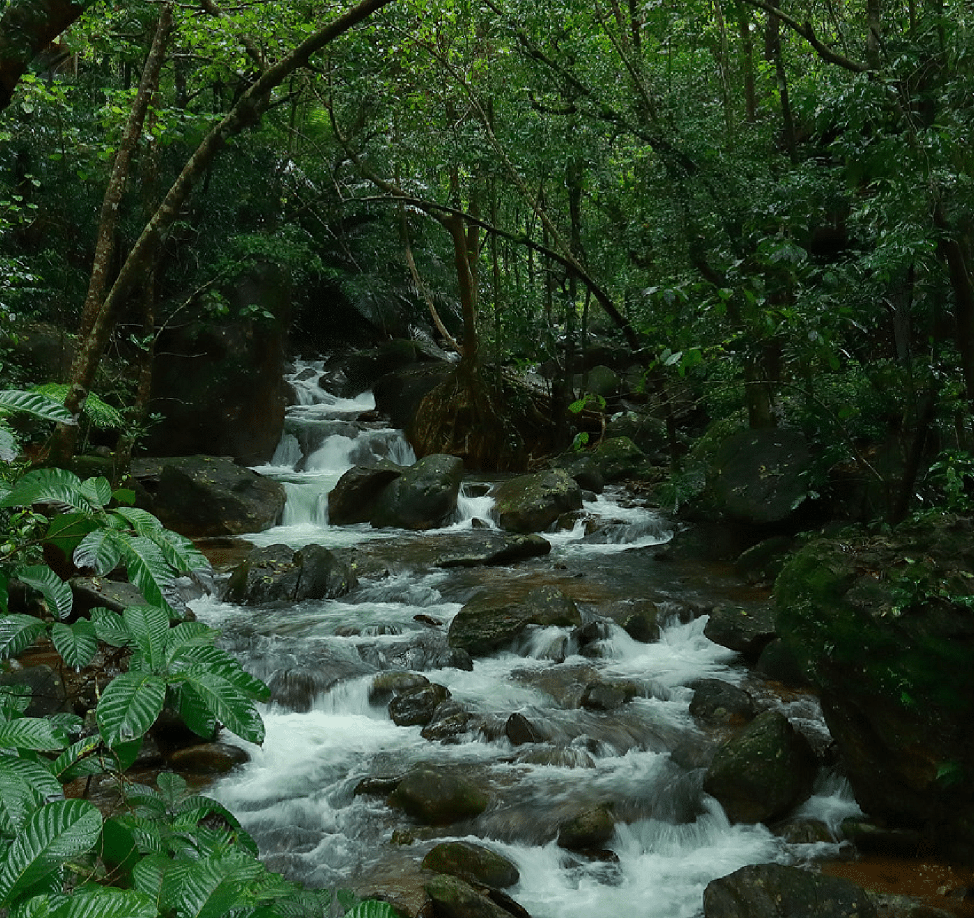 Water flowing through the rocks amidst greenery | Vythiri Resort, Wayanad